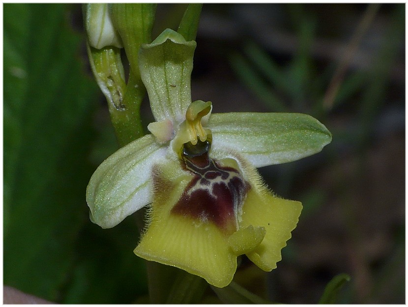 Ophrys lacaitae(con lusus)